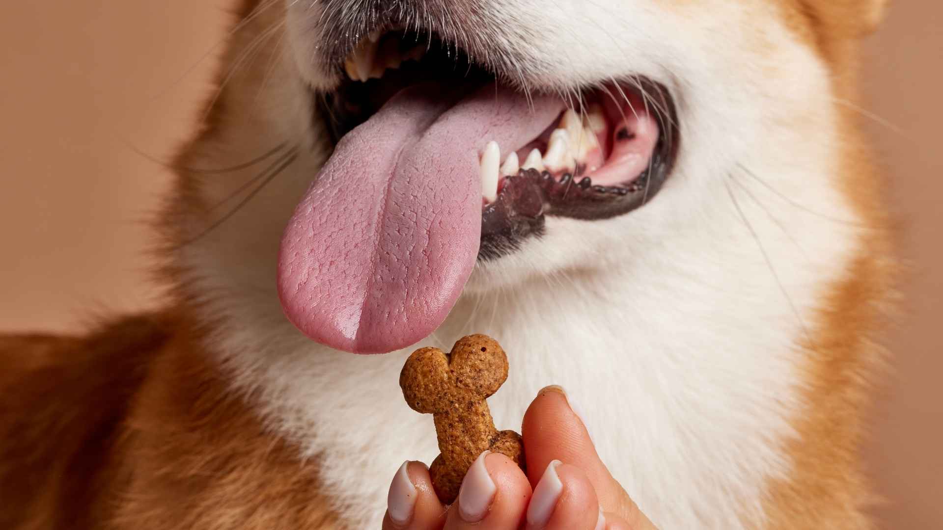 Perro comiendo chuches para perros Mercadona